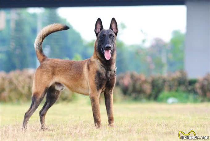 最适合看家护院的狗狗，其中一种人见人爱