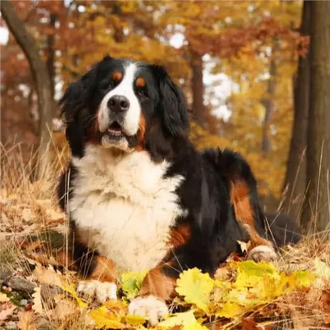 最适合看家护院的狗狗，其中一种人见人爱