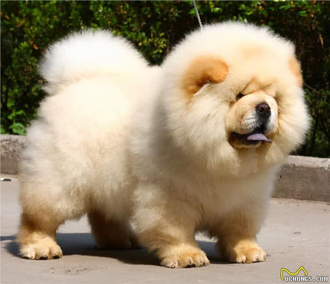 最适合看家护院的狗狗，其中一种人见人爱