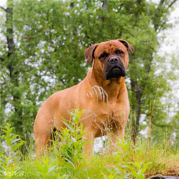 最适合看家护院的狗狗，其中一种人见人爱