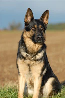 最适合看家护院的狗狗，其中一种人见人爱