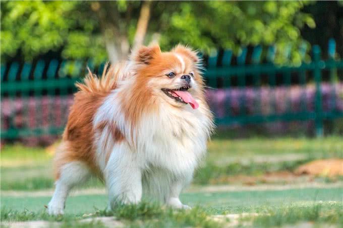 狗打嗝的原因以及缓解方法