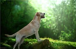 狗打嗝的原因以及缓解方法