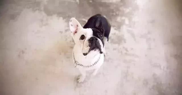 暴露出斗牛犬身体欠佳的四种行为