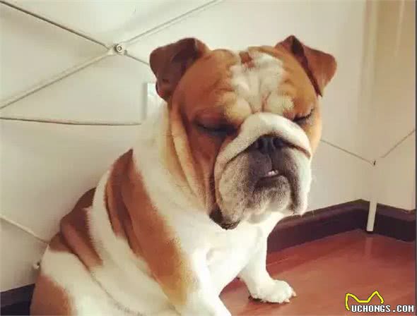 暴露出斗牛犬身体欠佳的四种行为