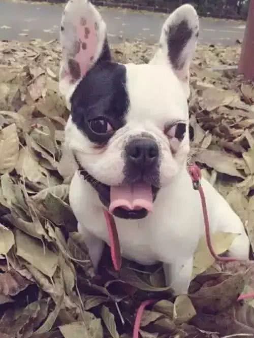 暴露出斗牛犬身体欠佳的四种行为