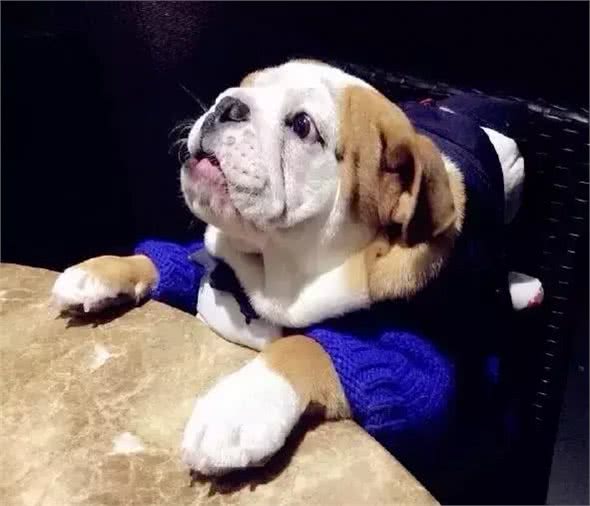 暴露出斗牛犬身体欠佳的四种行为