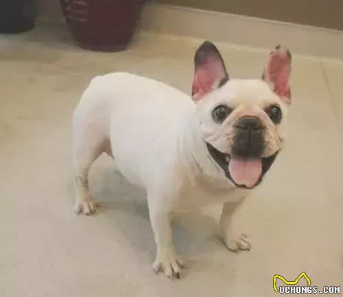 暴露出斗牛犬身体欠佳的四种行为