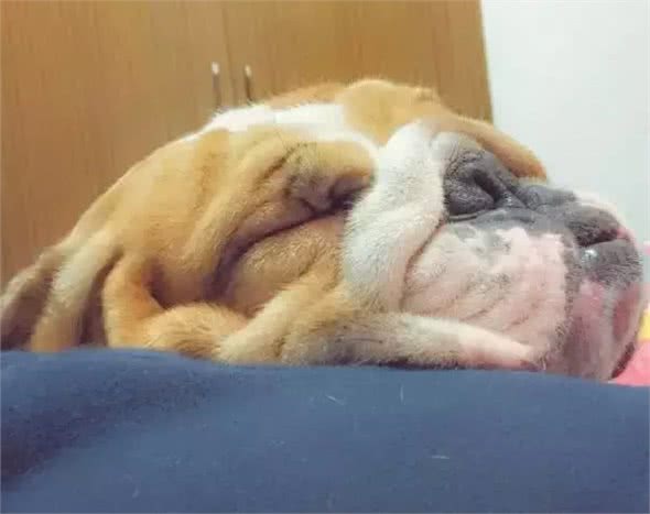 暴露出斗牛犬身体欠佳的四种行为