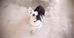 暴露出斗牛犬身体欠佳的四种行为