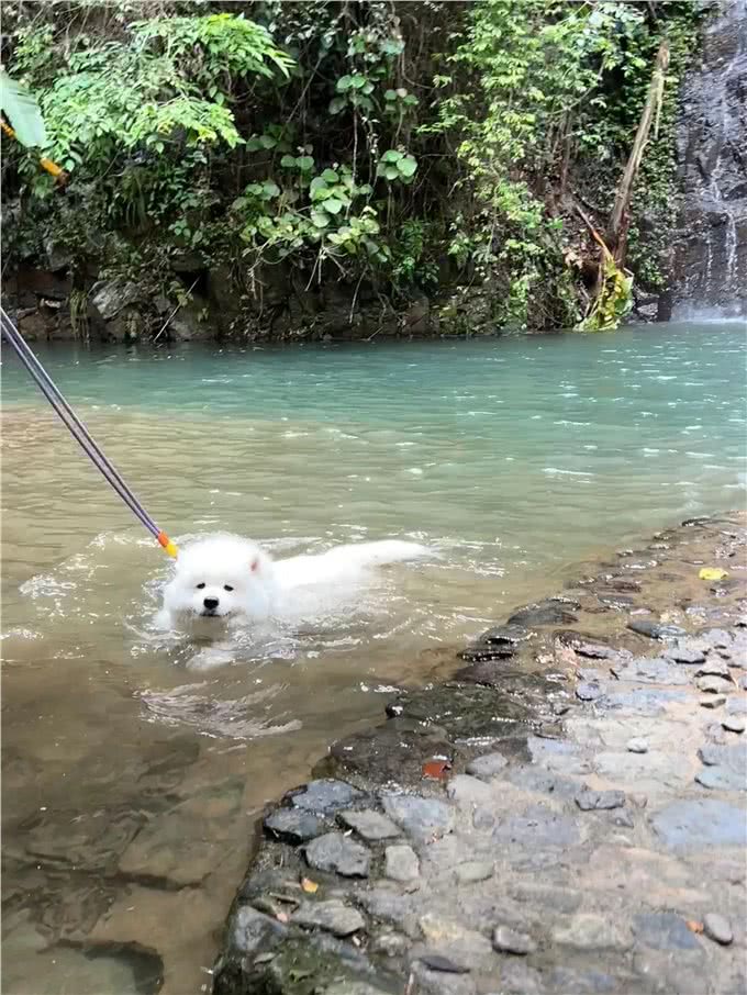 萨摩耶为什么喜欢扑人呢?