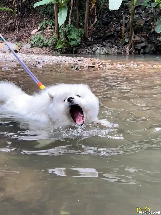 萨摩耶为什么喜欢扑人呢?