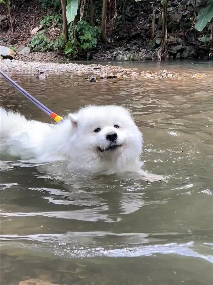 萨摩耶为什么喜欢扑人呢?