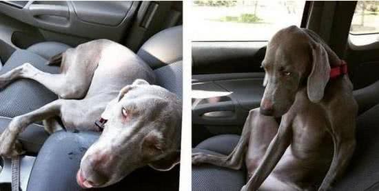 带着狗狗爬山，路上这货一脸的兴奋，下山后累瘫的怀疑狗生!