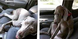 带着狗狗爬山，路上这货一脸的兴奋，下山后累瘫的怀疑狗生!