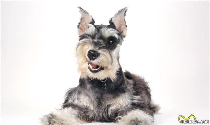 哪些狗狗不掉毛?盘点掉毛少的犬种，这5种狗狗你值得拥有!