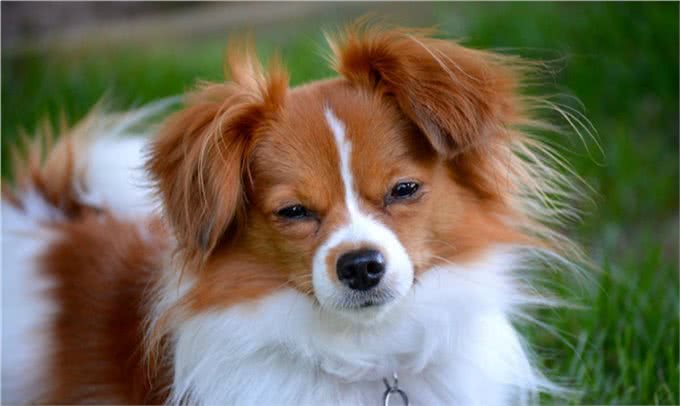 哪些狗狗不掉毛?盘点掉毛少的犬种，这5种狗狗你值得拥有!