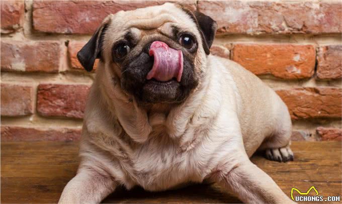 哪些狗狗不掉毛?盘点掉毛少的犬种，这5种狗狗你值得拥有!