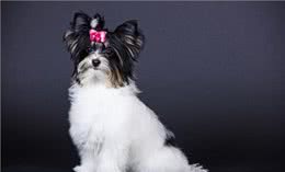 哪些狗狗不掉毛?盘点掉毛少的犬种，这5种狗狗你值得拥有!