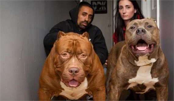 当你遇到这些狗时，赶紧躲避它们，小心它们的攻击!