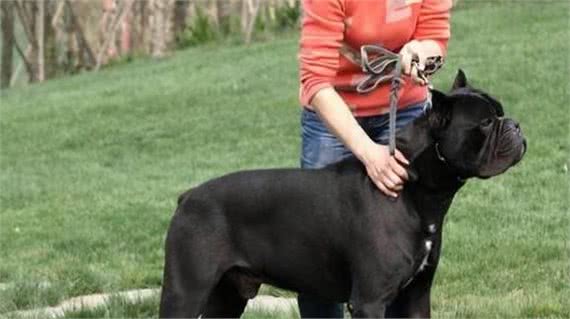 当你遇到这些狗时，赶紧躲避它们，小心它们的攻击!