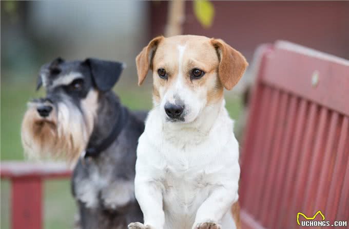 养一只狗,它会孤独吗?两只会不会更好?