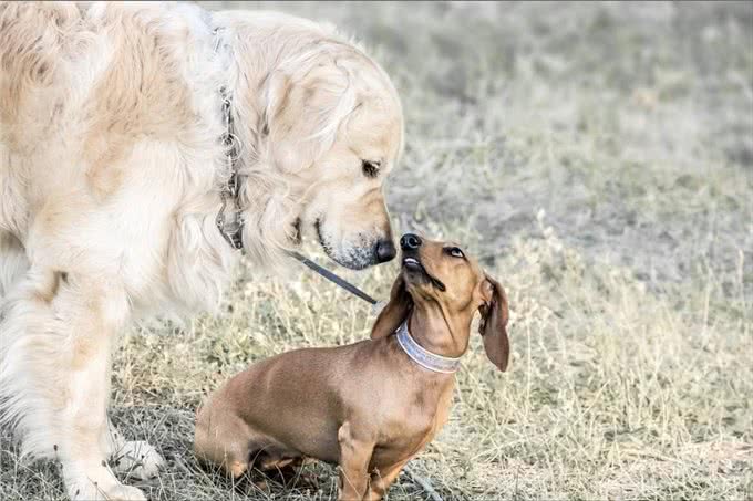养一只狗，它会孤独吗?两只会不会更好?
