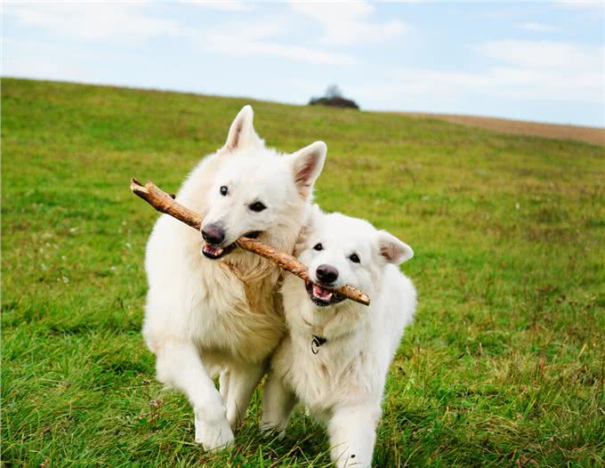 养一只狗,它会孤独吗?两只会不会更好?