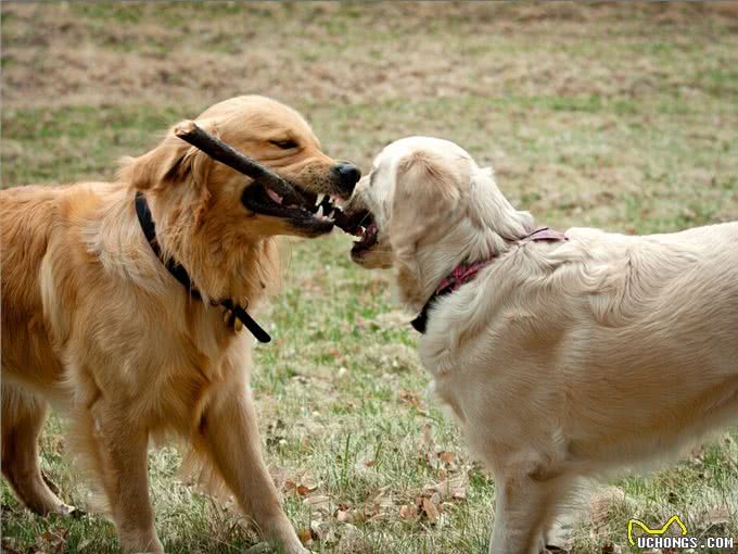 养一只狗,它会孤独吗?两只会不会更好?