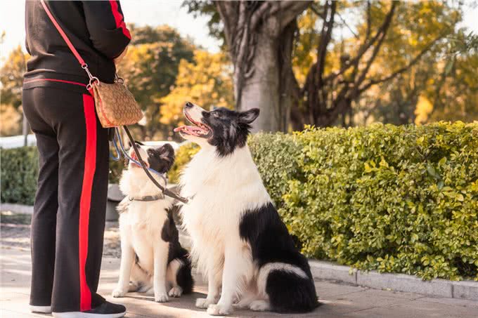 养一只狗,它会孤独吗?两只会不会更好?