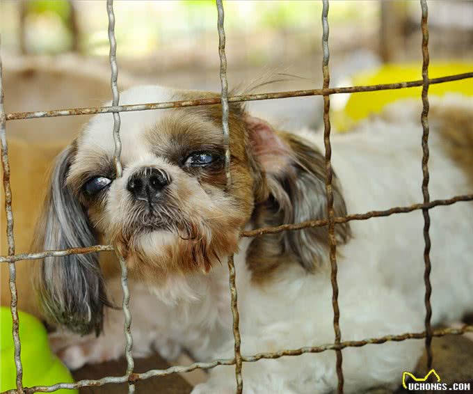 养一只狗,它会孤独吗?两只会不会更好?