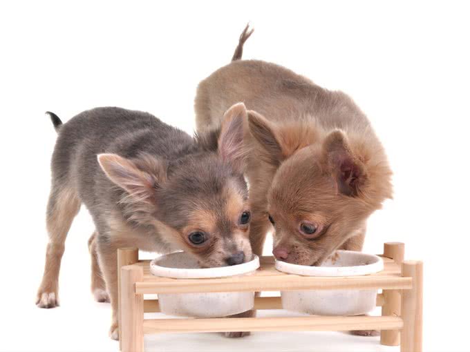 养一只狗,它会孤独吗?两只会不会更好?