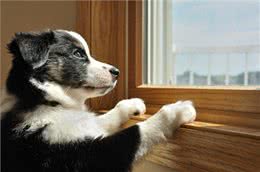 养一只狗，它会孤独吗?两只会不会更好?