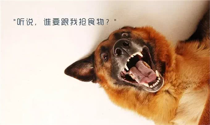 不要以暴制暴来建立家庭地位，彻底解决狗狗护食的办法是什么