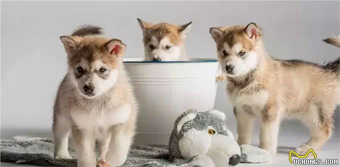 不要以暴制暴来建立家庭地位,彻底解决狗狗护食的办法是什么