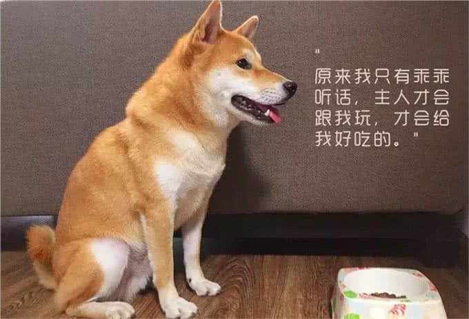 不要以暴制暴来建立家庭地位,彻底解决狗狗护食的办法是什么