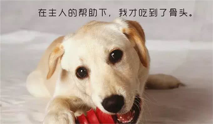 不要以暴制暴来建立家庭地位,彻底解决狗狗护食的办法是什么