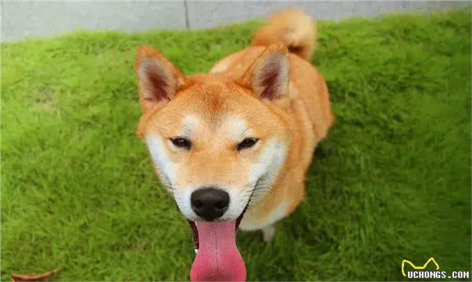 不要以暴制暴来建立家庭地位,彻底解决狗狗护食的办法是什么