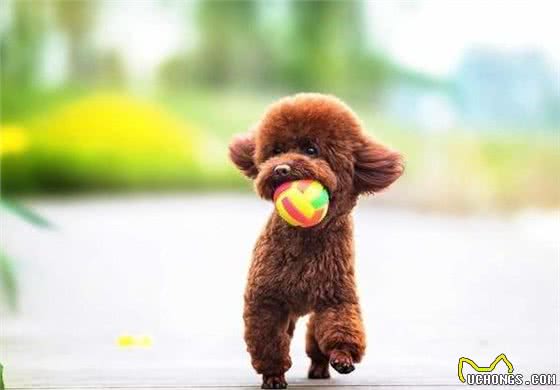 纯种的泰迪拥有的5种特征，快来看看你家的泰迪纯吗?