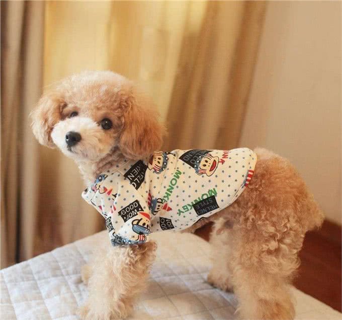 纯种的泰迪拥有的5种特征，快来看看你家的泰迪纯吗?