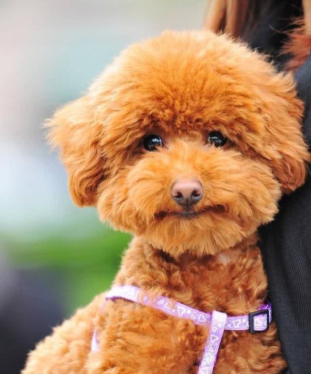 纯种的泰迪拥有的5种特征，快来看看你家的泰迪纯吗?