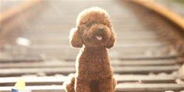 纯种的泰迪拥有的5种特征，快来看看你家的泰迪纯吗?