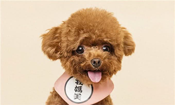 狗的十大品种,最常见十大宠物犬排行榜