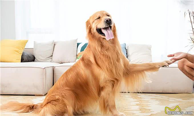 狗的十大品种,最常见十大宠物犬排行榜