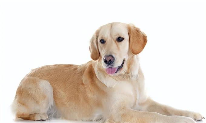 狗的十大品种,最常见十大宠物犬排行榜