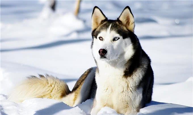 狗的十大品种,最常见十大宠物犬排行榜