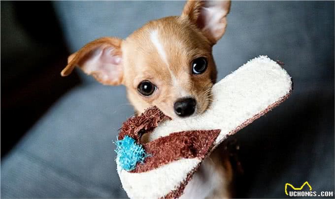 狗的十大品种,最常见十大宠物犬排行榜