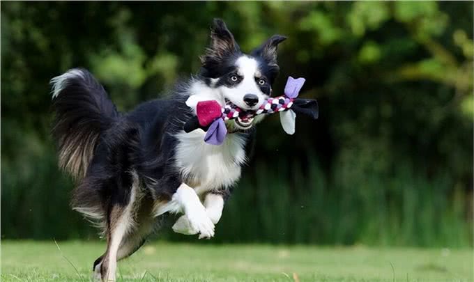 狗的十大品种,最常见十大宠物犬排行榜