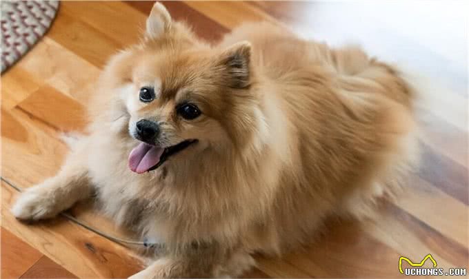 狗的十大品种,最常见十大宠物犬排行榜