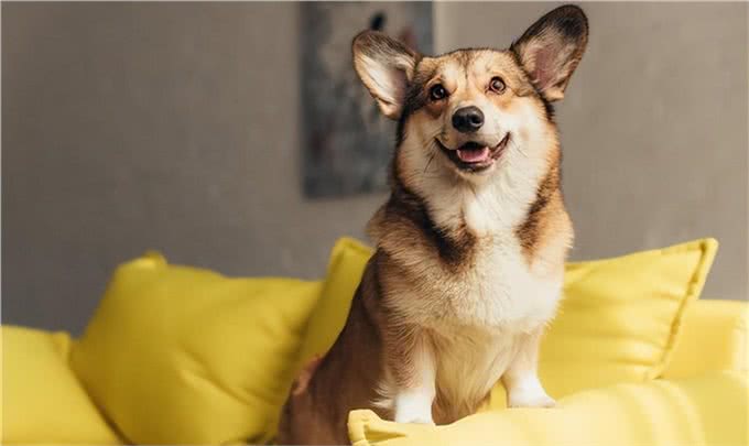 狗的十大品种,最常见十大宠物犬排行榜